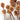Dried Salignum Branch