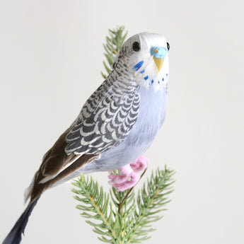 Feather Bird - Gray Parrot