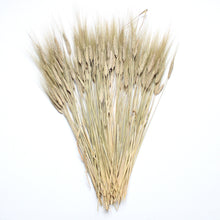 Load image into Gallery viewer, Bearded Wheat (Natural Green) - Dried

