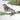 Feather Bird - Brown & White Spotted