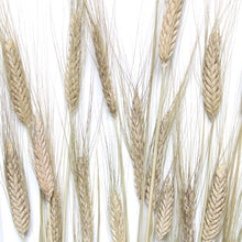 Load image into Gallery viewer, Bearded Wheat (Natural Green) - Dried
