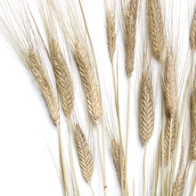 Load image into Gallery viewer, Bearded Wheat (Natural Green) - Dried
