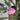 Feather Bird - Bullfinch