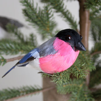 Feather Bird - Bullfinch