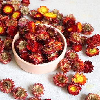 Dried Strawflower Heads