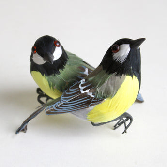Feather Bird - Parus Major