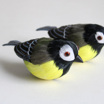 Feather Bird - Parus Major