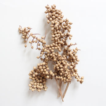 Dried Canella Berry
