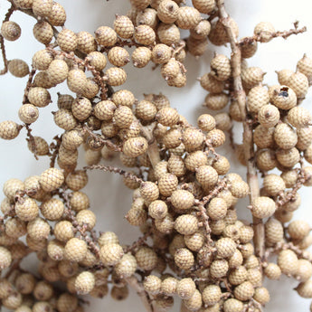 Dried Canella Berry