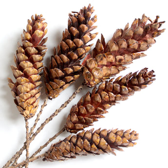 Dried Strobus Pine Cone on Stem