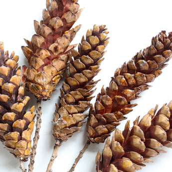 Dried Strobus Pine Cone on Stem