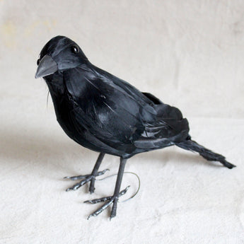Feather Bird - Crow