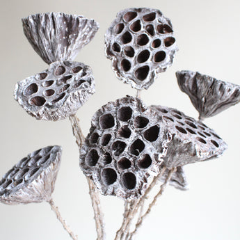 Dyed Lotus Pod on Stem