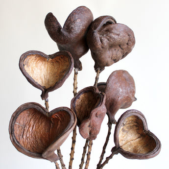 Dried Badam Nut on Stem