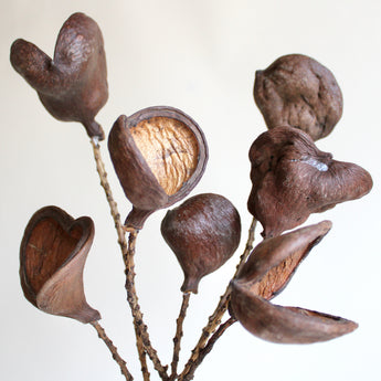 Dried Badam Nut on Stem