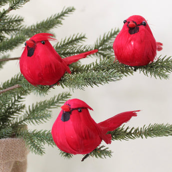 Feather Bird - Cardinal