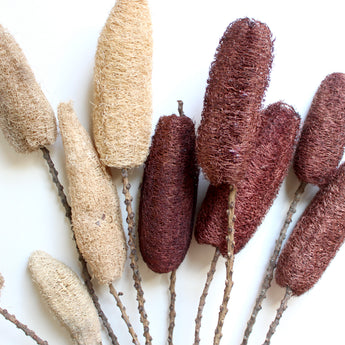 Dried Luffa