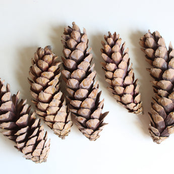 Dried Strobus Pine Cone