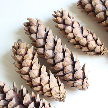 Dried Strobus Pine Cone