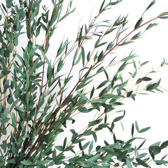 Preserved Parvafolia Eucalyptus