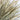 Dried Beardless Wheat