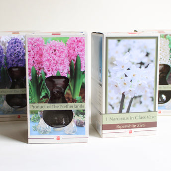 Bulb & Vase Grow Kit