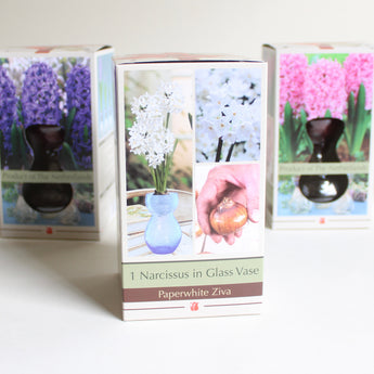 Bulb & Vase Grow Kit