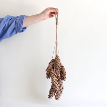 Hanging Strobus Pine Cone
