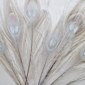 Peacock Feather - Dyed