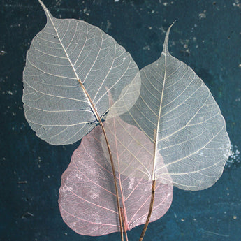 Dried Skeleton Leaves