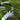 Secateurs - Niwaki