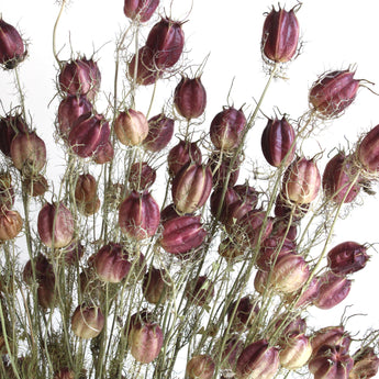 Dried Nigella Love in a Mist