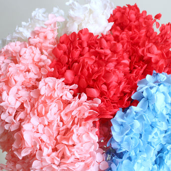 Preserved Annabelle Hydrangea