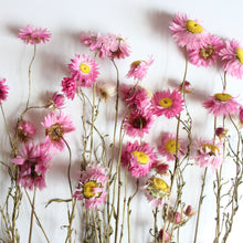 Load image into Gallery viewer, Rhodanthe - Dried
