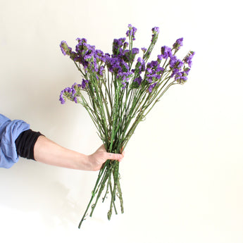 Preserved Sinuata Statice