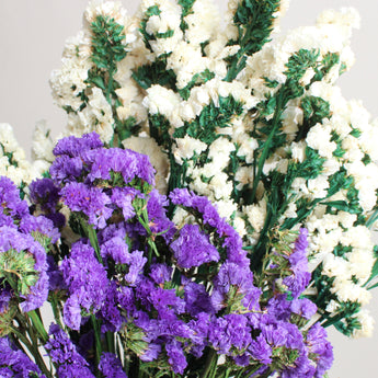 Preserved Sinuata Statice