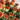 Dried Safflower Carthamus