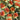 Dried Safflower Carthamus