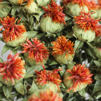 Dried Safflower Carthamus