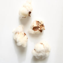 Load image into Gallery viewer, Cotton Bolls
