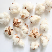 Load image into Gallery viewer, Cotton Bolls
