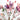 Tutti Frutti Bouquet