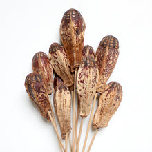 Load image into Gallery viewer, Mahogany Pod on Stems
