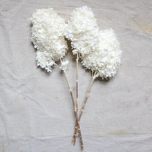 Load image into Gallery viewer, Hydrangea Limelight - Preserved
