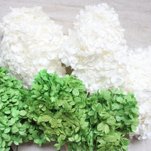 Load image into Gallery viewer, Hydrangea Limelight - Preserved
