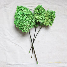Load image into Gallery viewer, Hydrangea Limelight - Preserved

