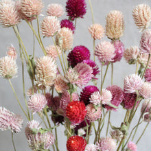 Load image into Gallery viewer, Gomphrena (Globe Amaranth) - Dried
