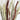 Dried China Millet