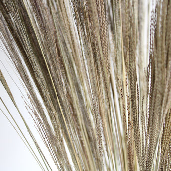 Dried Navajo Grass