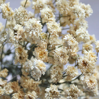 Dried Feverfew